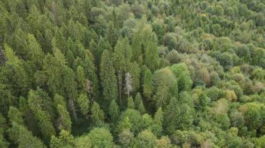 Dağlardaki ağaçlar yavaş çekimde. Sonbaharda Karpat Dağları 'nın havadan görünüşü. Ukrayna