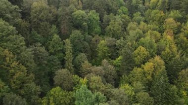 Dağlardaki ağaçlar yavaş çekimde. Sonbaharda Karpat Dağları 'nın havadan görünüşü. Ukrayna