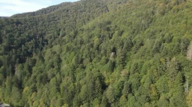 Dağlardaki ağaçlar yavaş çekimde. Sonbaharda Karpat Dağları 'nın havadan görünüşü. Ukrayna