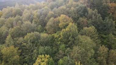 Dağlardaki ağaçlar yavaş çekimde. Sonbaharda Karpat Dağları 'nın havadan görünüşü. Ukrayna