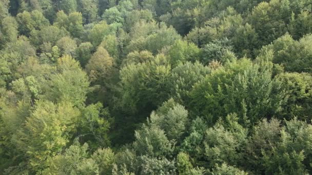 Árboles en las montañas en cámara lenta. Vista aérea de las montañas Cárpatos en otoño. Ucrania — Vídeos de Stock