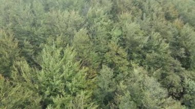 Dağlardaki ağaçlar yavaş çekimde. Sonbaharda Karpat Dağları 'nın havadan görünüşü. Ukrayna