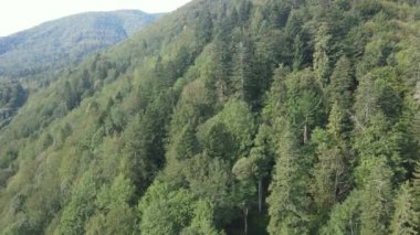 Dağlardaki ağaçlar yavaş çekimde. Sonbaharda Karpat Dağları 'nın havadan görünüşü. Ukrayna