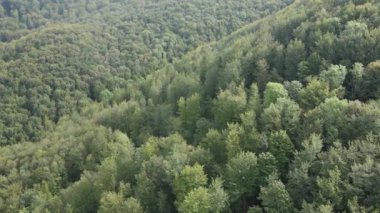 Dağlardaki ağaçlar yavaş çekimde. Sonbaharda Karpat Dağları 'nın havadan görünüşü. Ukrayna