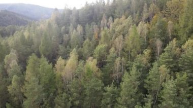 Dağlardaki ağaçlar yavaş çekimde. Sonbaharda Karpat Dağları 'nın havadan görünüşü. Ukrayna