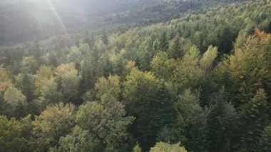 Dağlardaki ağaçlar yavaş çekimde. Sonbaharda Karpat Dağları 'nın havadan görünüşü. Ukrayna