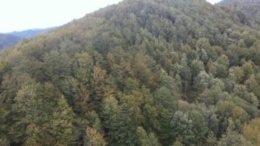 Dağlardaki ağaçlar yavaş çekimde. Sonbaharda Karpat Dağları 'nın havadan görünüşü. Ukrayna