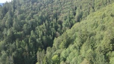 Dağlardaki ağaçlar yavaş çekimde. Sonbaharda Karpat Dağları 'nın havadan görünüşü. Ukrayna