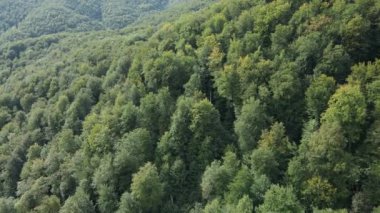 Dağlardaki ağaçlar yavaş çekimde. Sonbaharda Karpat Dağları 'nın havadan görünüşü. Ukrayna