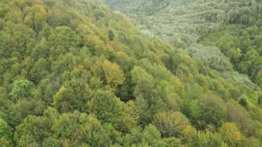 Dağlardaki ağaçlar yavaş çekimde. Sonbaharda Karpat Dağları 'nın havadan görünüşü. Ukrayna