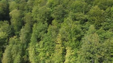 Dağlardaki ağaçlar yavaş çekimde. Sonbaharda Karpat Dağları 'nın havadan görünüşü. Ukrayna