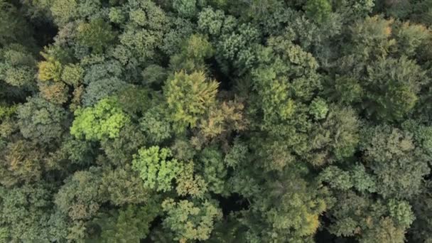 Árvores nas montanhas em câmara lenta. Vista aérea das Montanhas Cárpatas no outono. Ucrânia — Vídeo de Stock