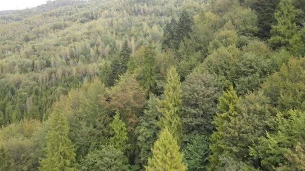 Träd i bergen slow motion. Flygfoto över Karpaterna på hösten. Ukraina — Stockvideo