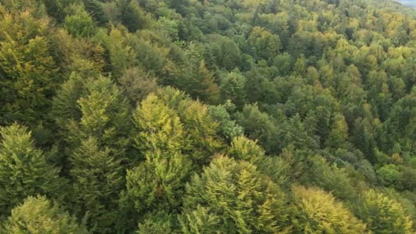 Arbres dans les montagnes au ralenti. Vue aérienne des Carpates en automne. Ukraine