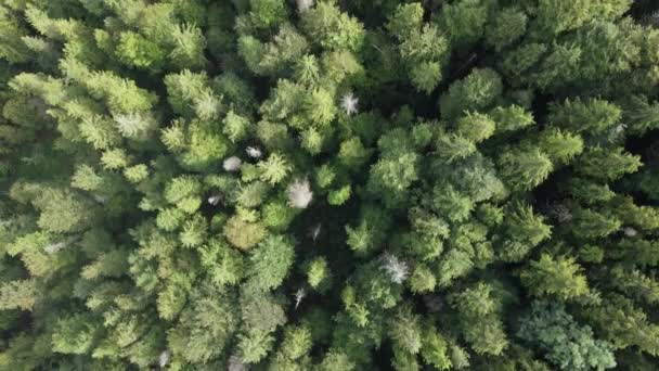 Árvores nas montanhas em câmara lenta. Vista aérea das Montanhas Cárpatas no outono. Ucrânia — Vídeo de Stock
