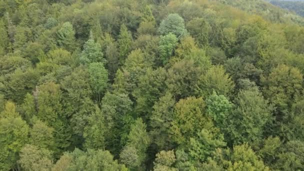 Τα δέντρα στα βουνά κινούνται αργά. Αεροφωτογραφία των Καρπαθίων Ορέων το φθινόπωρο. Ουκρανία — Αρχείο Βίντεο