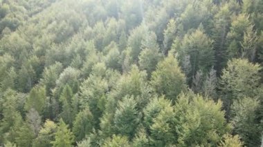 Dağlardaki ağaçlar yavaş çekimde. Sonbaharda Karpat Dağları 'nın havadan görünüşü. Ukrayna