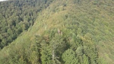 Dağlardaki ağaçlar yavaş çekimde. Sonbaharda Karpat Dağları 'nın havadan görünüşü. Ukrayna