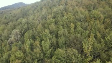 Dağlardaki ağaçlar yavaş çekimde. Sonbaharda Karpat Dağları 'nın havadan görünüşü. Ukrayna