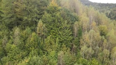 Dağlardaki ağaçlar yavaş çekimde. Sonbaharda Karpat Dağları 'nın havadan görünüşü. Ukrayna