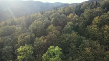 Dağlardaki ağaçlar yavaş çekimde. Sonbaharda Karpat Dağları 'nın havadan görünüşü. Ukrayna