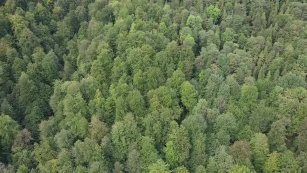 산에 있는 나무는 천천히 움직 인다. 가을에 카르파티아 산맥을 공중에서 볼 수있다. 우크라이나 — 비디오