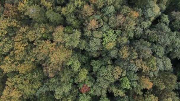 Alberi in montagna al rallentatore. Veduta aerea dei Carpazi in autunno. Ucraina — Video Stock