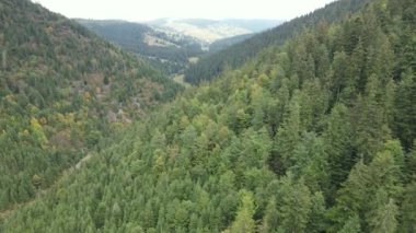 Ukrayna 'nın doğası: Karpatlar ağır çekim yapar. Hava görünümü