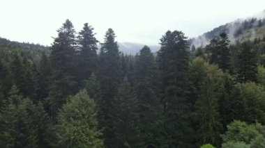 Ukrayna 'nın doğası: Karpatlar ağır çekim yapar. Hava görünümü