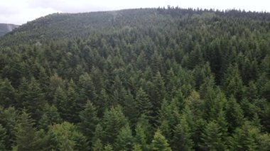 Ukrayna 'nın doğası: Karpatlar ağır çekim yapar. Hava görünümü