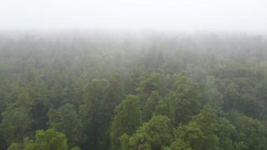 Yağmurlu sonbahar havasında sisli bir orman. Ukrayna. Hava görüntüsü, yavaş çekim