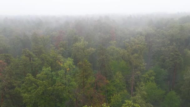 Δάσος στην ομίχλη σε βροχερό φθινοπωρινό καιρό. Ουκρανία. Αεροφωτογραφία, αργή κίνηση — Αρχείο Βίντεο
