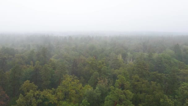 雨の秋の天気で霧の中の森。ウクライナだ。空中ビュー、スローモーション — ストック動画