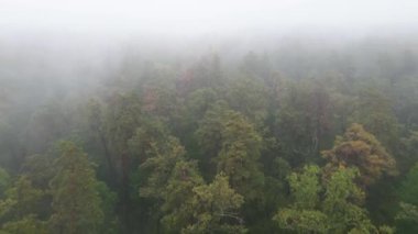 Yağmurlu sonbahar havasında sisli bir orman. Ukrayna. Hava görüntüsü, yavaş çekim