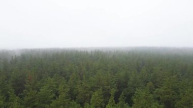 Yağmurlu sonbahar havasında sisli bir orman. Ukrayna. Hava görüntüsü, yavaş çekim
