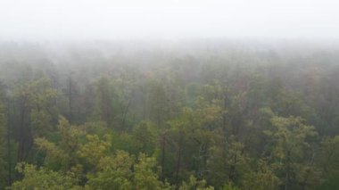 Yağmurlu sonbahar havasında sisli bir orman. Ukrayna. Hava görüntüsü, yavaş çekim