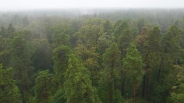 Yağmurlu sonbahar havasında sisli bir orman. Ukrayna. Hava görüntüsü, yavaş çekim