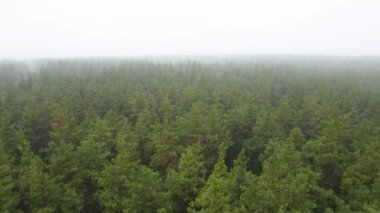 Yağmurlu sonbahar havasında sisli bir orman. Ukrayna. Hava görüntüsü, yavaş çekim