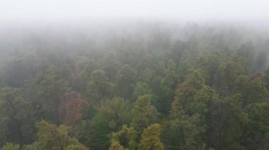 Yağmurlu sonbahar havasında sisli bir orman. Ukrayna. Hava görüntüsü, yavaş çekim