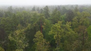 Yağmurlu sonbahar havasında sisli bir orman. Ukrayna. Hava görüntüsü, yavaş çekim