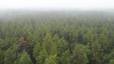 Yağmurlu sonbahar havasında sisli bir orman. Ukrayna. Hava görüntüsü, yavaş çekim