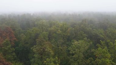 Yağmurlu sonbahar havasında sisli bir orman. Ukrayna. Hava görüntüsü, yavaş çekim