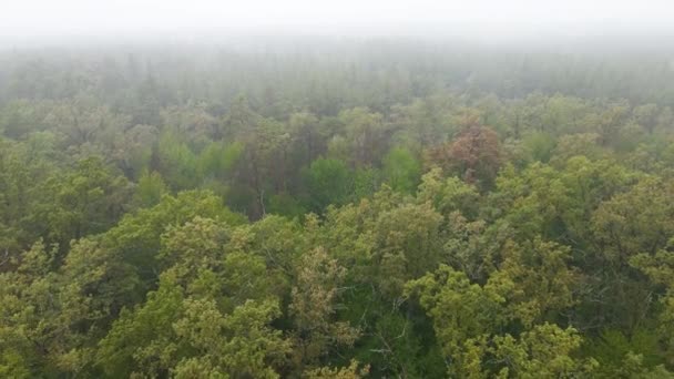 Bosque en niebla en clima lluvioso de otoño. Ucrania. Vista aérea, cámara lenta — Vídeo de stock