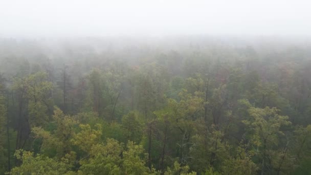 雨の秋の天気で霧の中の森。ウクライナだ。空中ビュー、スローモーション — ストック動画