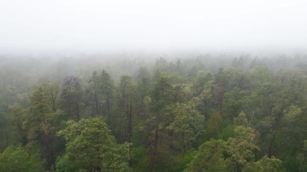 Wald im Nebel bei regnerischem Herbstwetter. Ukraine. Luftaufnahme, Zeitlupe — Stockvideo