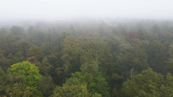 Forêt dans le brouillard par temps pluvieux d'automne. Ukraine. Vue aérienne, ralenti