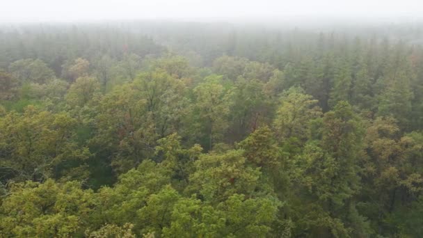 Bosque en niebla en clima lluvioso de otoño. Ucrania. Vista aérea, cámara lenta — Vídeo de stock