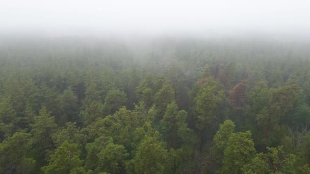 雨の秋の天気で霧の中の森。ウクライナだ。空中ビュー、スローモーション — ストック動画