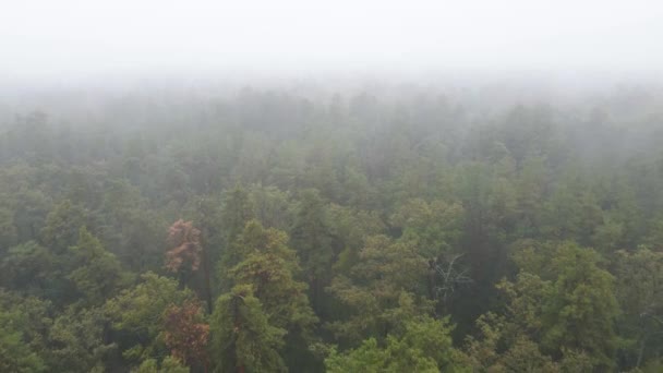 Wald im Nebel bei regnerischem Herbstwetter. Ukraine. Luftaufnahme, Zeitlupe — Stockvideo