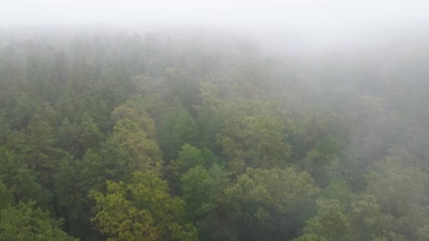 雨の秋の天気で霧の中の森。ウクライナだ。空中ビュー、スローモーション — ストック動画